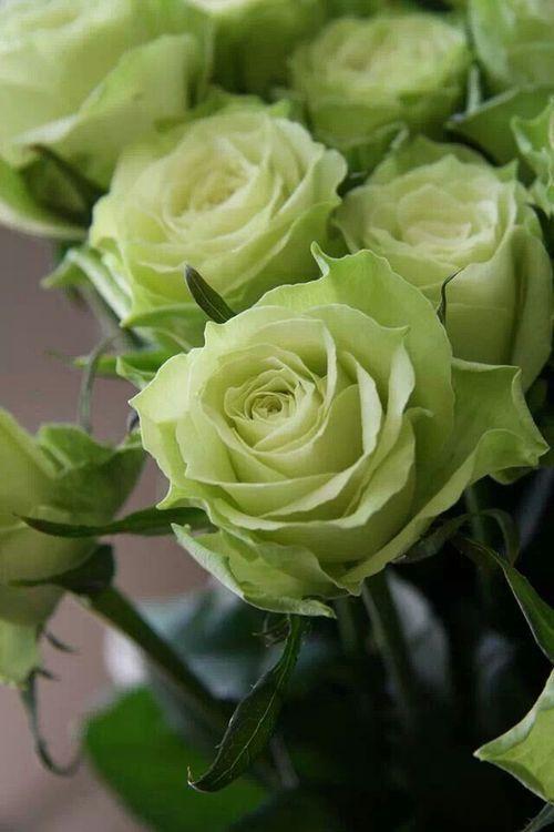 Midnight Elegance Velvety Bloom